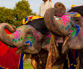 This truly amazing festival is organized on the full moon day of Phalgun Purnima. Beautifully decorated elephants are taken out for a procession and various activities like elephant polo, dances and tug-of-war are held. 